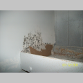Mould - 2.jpg